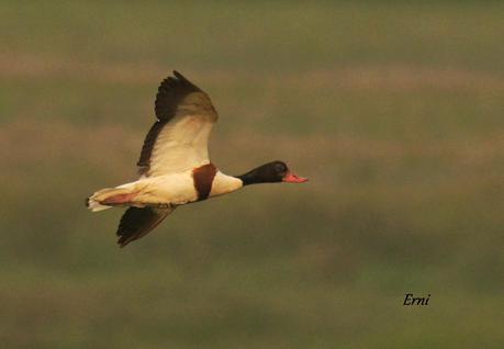 LOS TARROS BLANCOS DE SANTOÑA