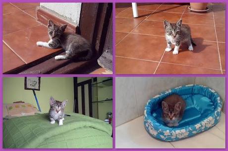 ¡¡¡¡Estrellita vuelve a casa!!!!!! y un tutorial: mariposa de ganchillo.