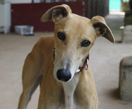 HORACIO, PRECIOSO GALGO EN ADOPCIÓN. (CÓRDOBA)