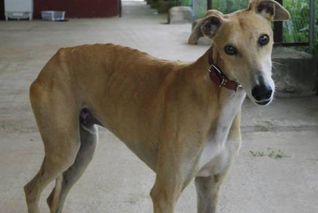 HORACIO, PRECIOSO GALGO EN ADOPCIÓN. (CÓRDOBA)
