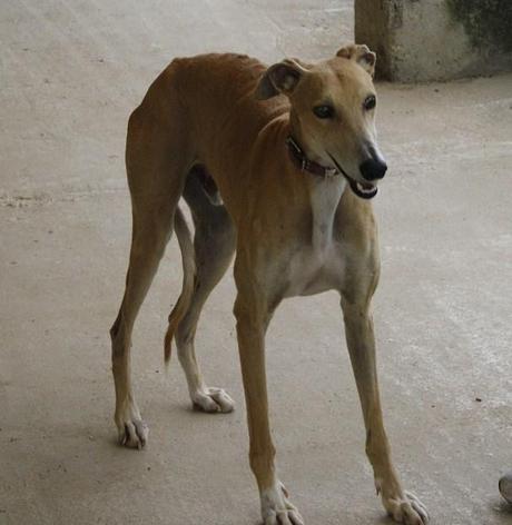 HORACIO, PRECIOSO GALGO EN ADOPCIÓN. (CÓRDOBA)
