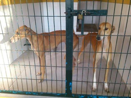 MUY URGENTE, GALGAS EN LA PERRERA DE JEREZ, SACRIFICIO INMINENTE.