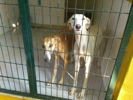 MUY URGENTE, GALGAS EN LA PERRERA DE JEREZ, SACRIFICIO INMINENTE.