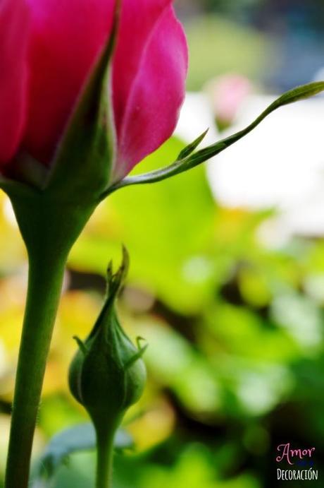 MACRO DEL DÍA: VIDA