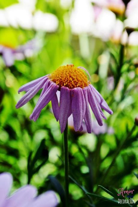 MACRO DEL DÍA: VIDA