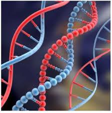 NÚMERO DE GENES HUMANOS