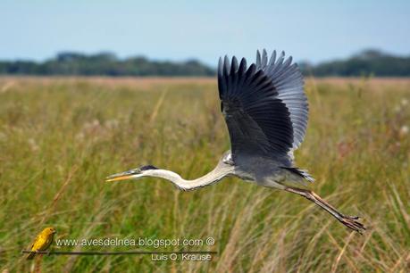 Garza mora (White-necked Heron) Ardea cocoi