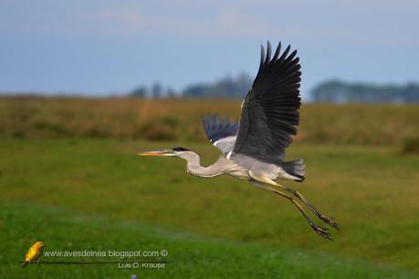 Garza mora (White-necked Heron) Ardea cocoi