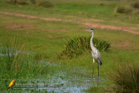 Garza mora (White-necked Heron) Ardea cocoi