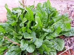 ¡Siembra veraniega!