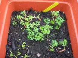 ¡Siembra veraniega!