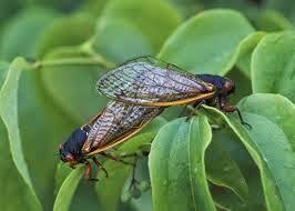 Los 17 años de canto invisible de la cigarra