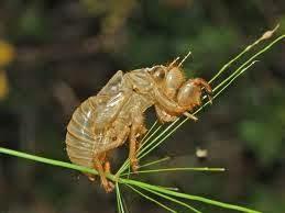 Los 17 años de canto invisible de la cigarra