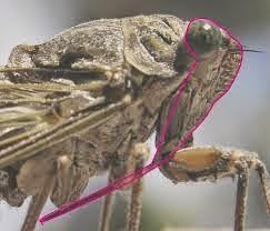 Los 17 años de canto invisible de la cigarra