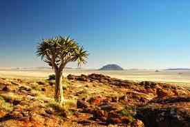 SUDÁFRICA UN DESIERTO LLENO DE SABOR - PASTEL DE CORDERO TÍPICO DE LA REGIÓN DEL KAROO