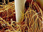 belleza minúsculo: objetos cotidianos vistos bajo microscopio