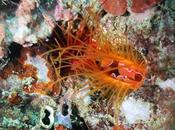 ¿Cómo ilumina bajo agua "almeja eléctrica"?