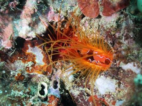 almeja eléctrica (Ctenoides ales)