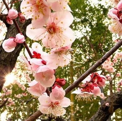 Alicamentos: Umeboshi