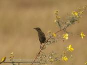 Varillero amarilla (Yellow-winged Blackbird) Agelasticus thilius