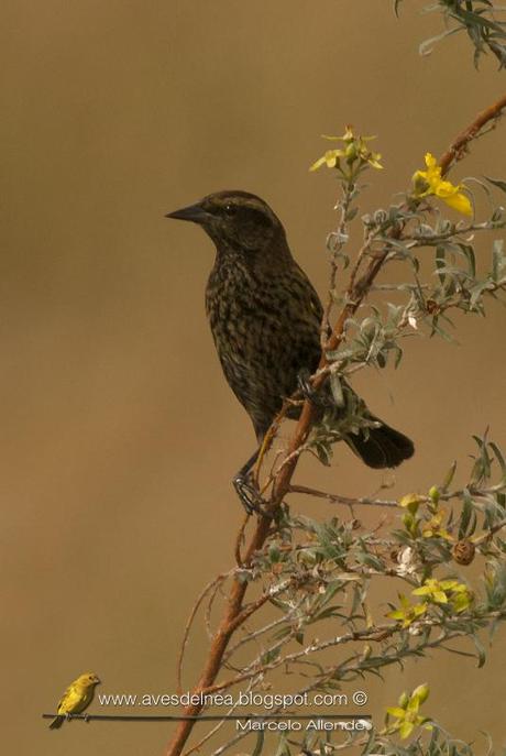 Varillero ala amarilla (Yellow-winged Blackbird)  Agelasticus thilius