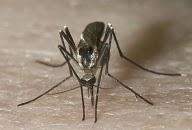 soluciones ecológicas contra los mosquitos