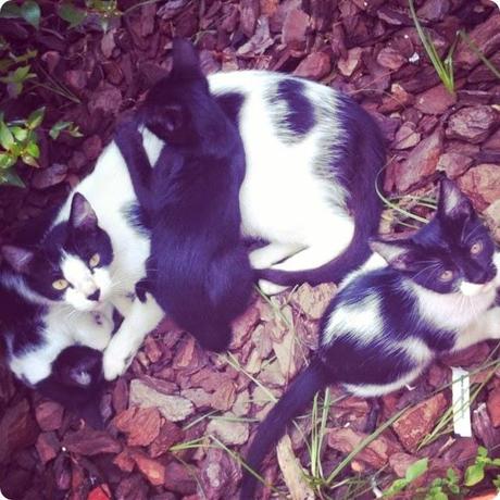 GATITOS