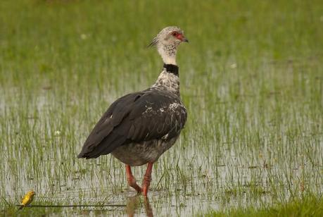 Chajá (Southern Screamer) Chauna torquata