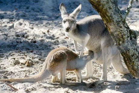 LRG Magazine - Pensacola - ZOO BREEZE LRG Magazine - Pensacola - ZOO BREEZE