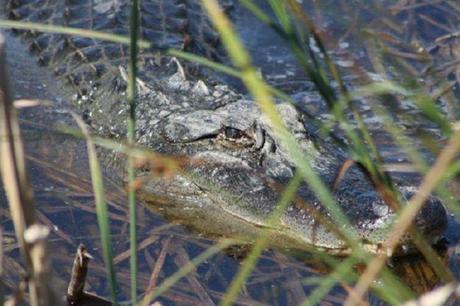 LRG Magazine - Pensacola - REPTIL LRG Magazine - Pensacola - REPTIL