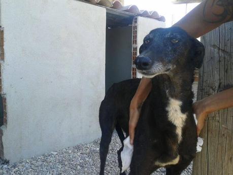 CORBATA EN ADOPCIÓN.