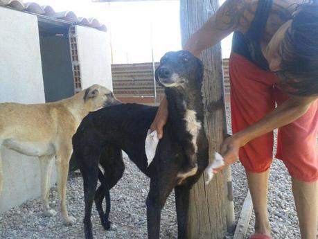 CORBATA EN ADOPCIÓN.