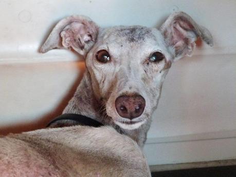 FLY SIGUE LUCHANDO...