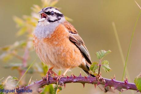 ESCRIBANO MONTESINO Y ROQUERO ROJO