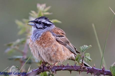 ESCRIBANO MONTESINO Y ROQUERO ROJO