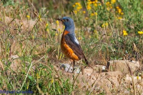 ESCRIBANO MONTESINO Y ROQUERO ROJO