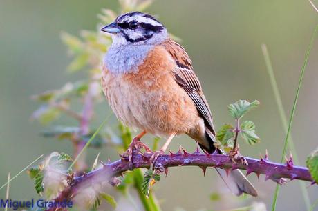 ESCRIBANO MONTESINO Y ROQUERO ROJO