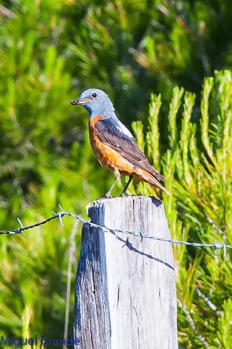 ESCRIBANO MONTESINO Y ROQUERO ROJO