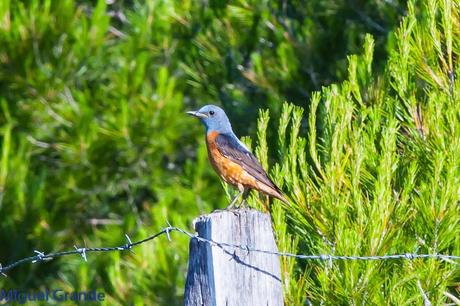ESCRIBANO MONTESINO Y ROQUERO ROJO