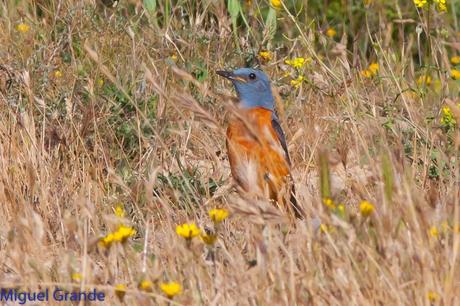 ESCRIBANO MONTESINO Y ROQUERO ROJO