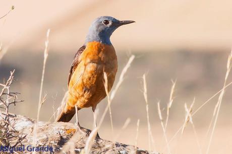 ESCRIBANO MONTESINO Y ROQUERO ROJO