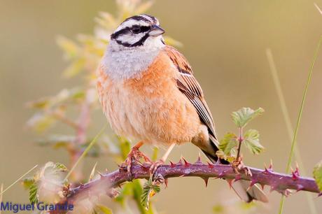 ESCRIBANO MONTESINO Y ROQUERO ROJO