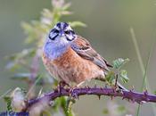 Escribano montesino roquero rojo