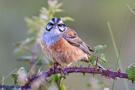 ESCRIBANO MONTESINO Y ROQUERO ROJO
