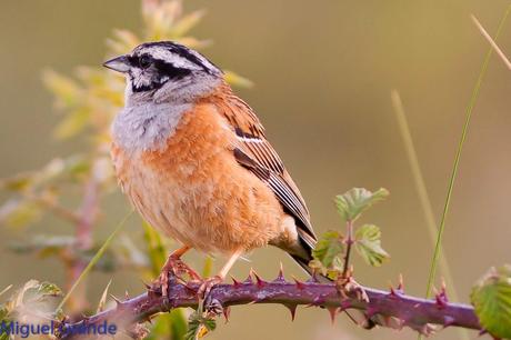ESCRIBANO MONTESINO Y ROQUERO ROJO