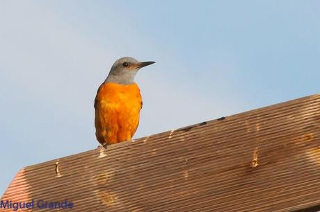 ESCRIBANO MONTESINO Y ROQUERO ROJO