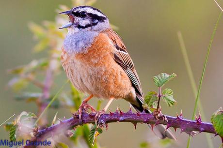 ESCRIBANO MONTESINO Y ROQUERO ROJO