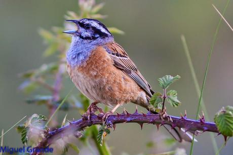 ESCRIBANO MONTESINO Y ROQUERO ROJO