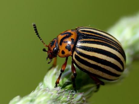 Escarabajo de la patata