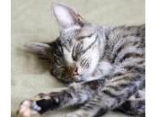 Cómo cuándo cambiar arena gato